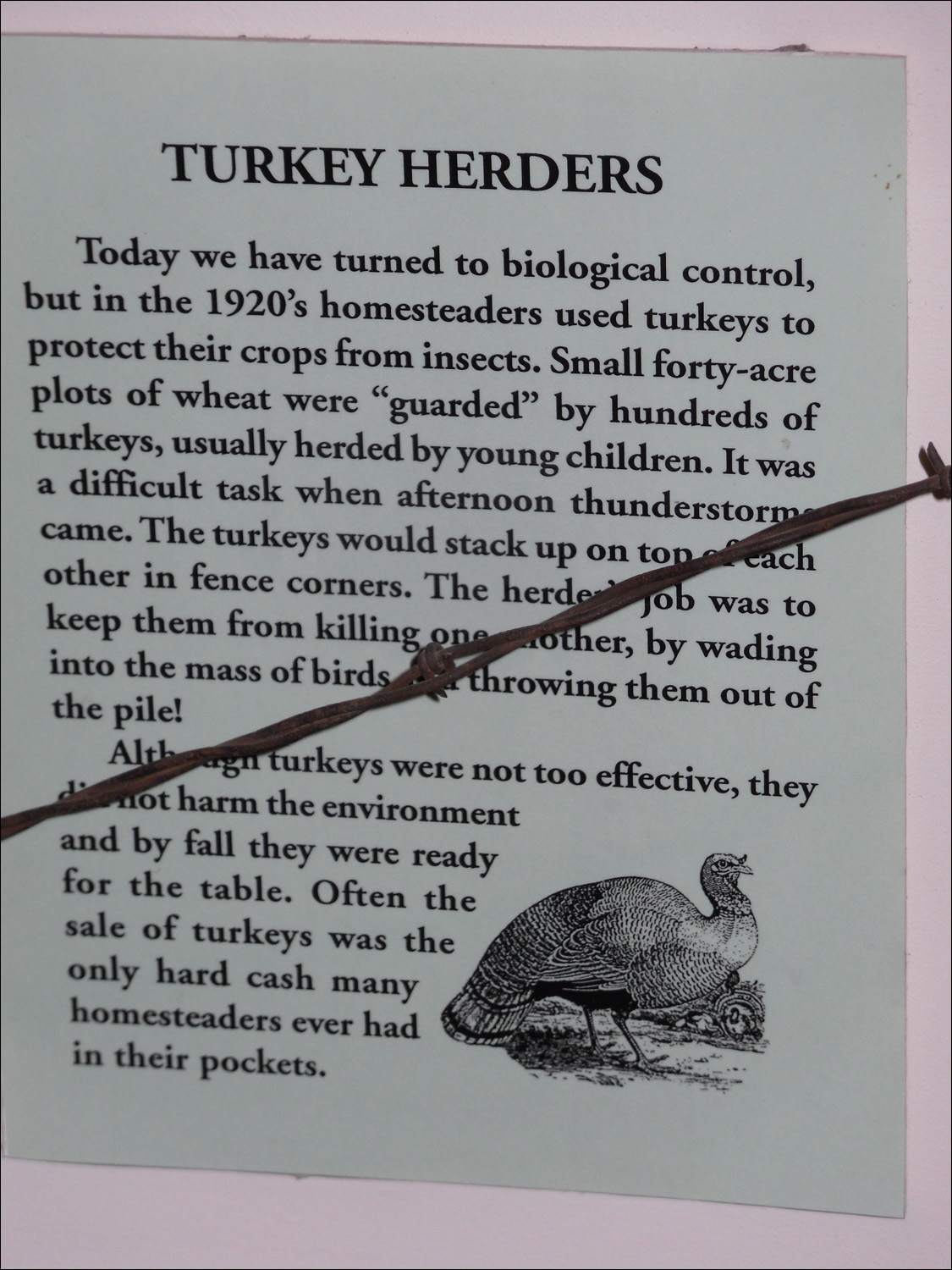 Fort Benton, MT Agriculture Museum-turkeys as crop insect control and Thanksgiving dinner